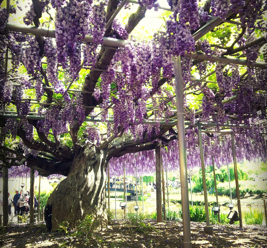 Tochigi-wisteria-festival-japan
