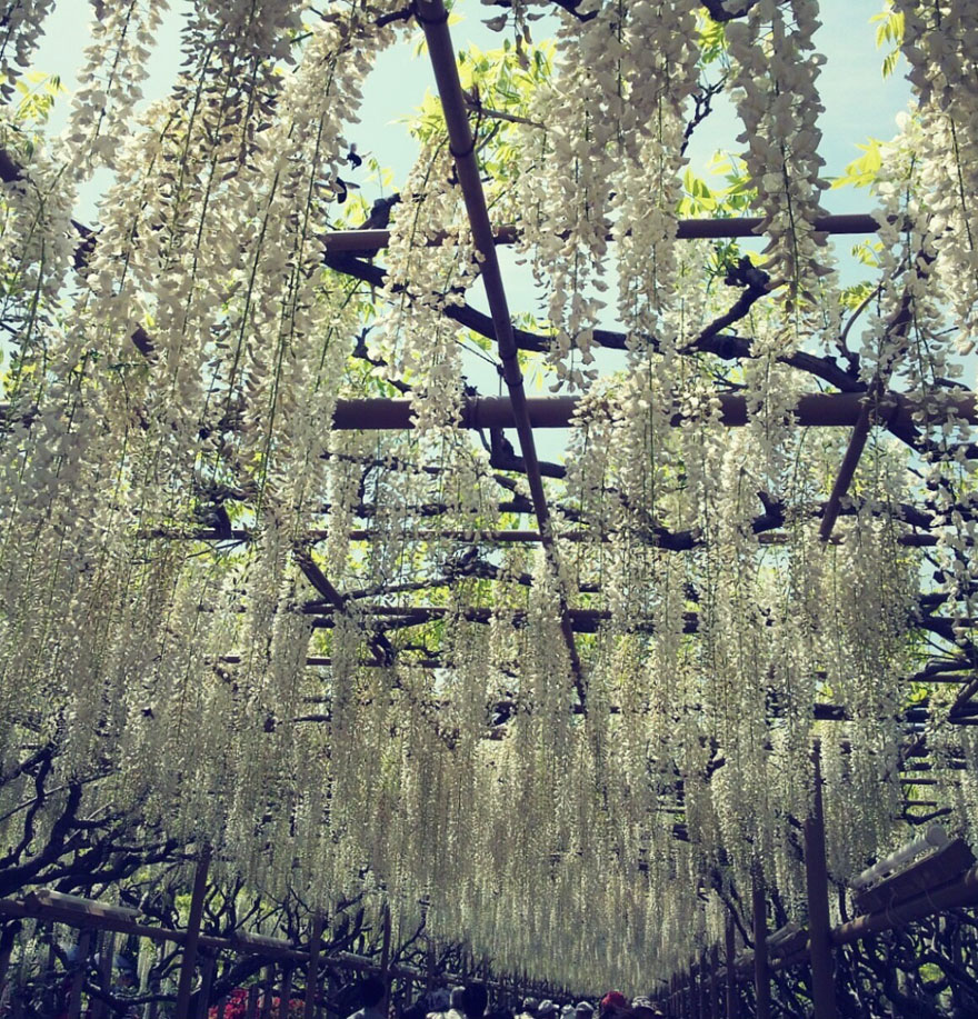 Tochigi-wisteria-festival-japan