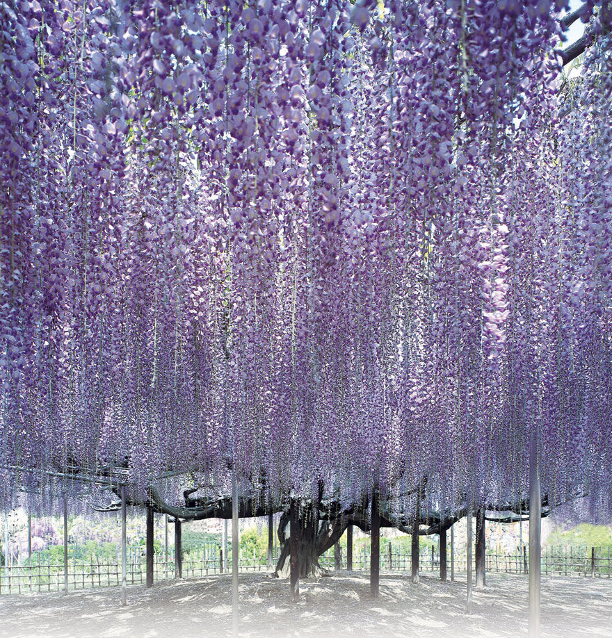 Tochigi-wisteria-festival-japan