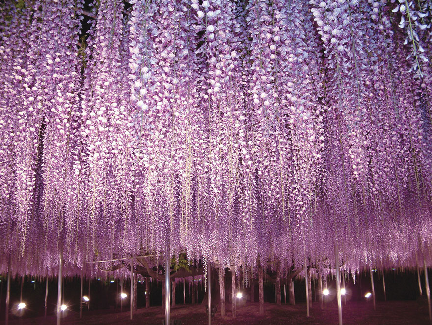 Tochigi-wisteria-festival-japan