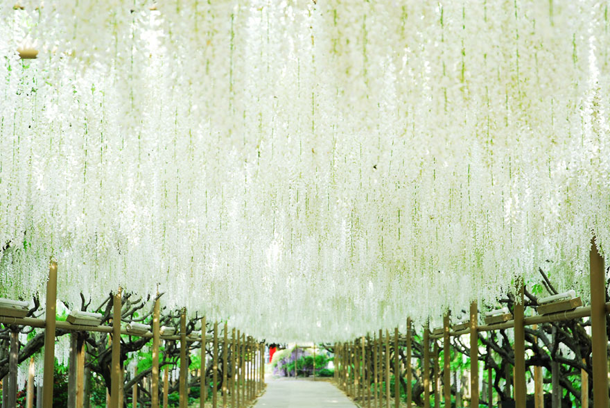 Tochigi-wisteria-festival-japan