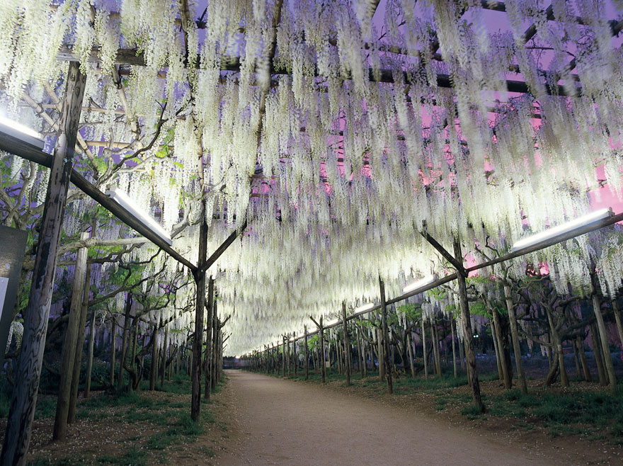 Tochigi-wisteria-festival-japan