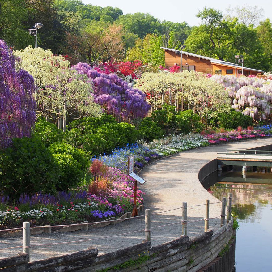 Tochigi-wisteria-festival-japan