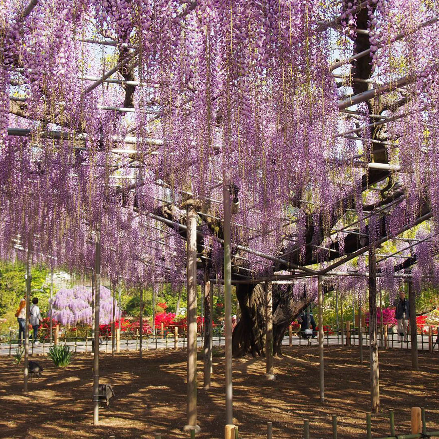 Tochigi-wisteria-festival-japan