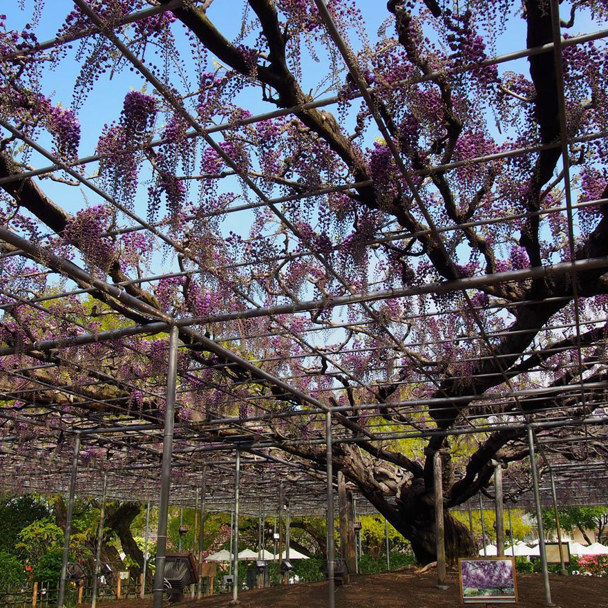 Tochigi-wisteria-festival-japan