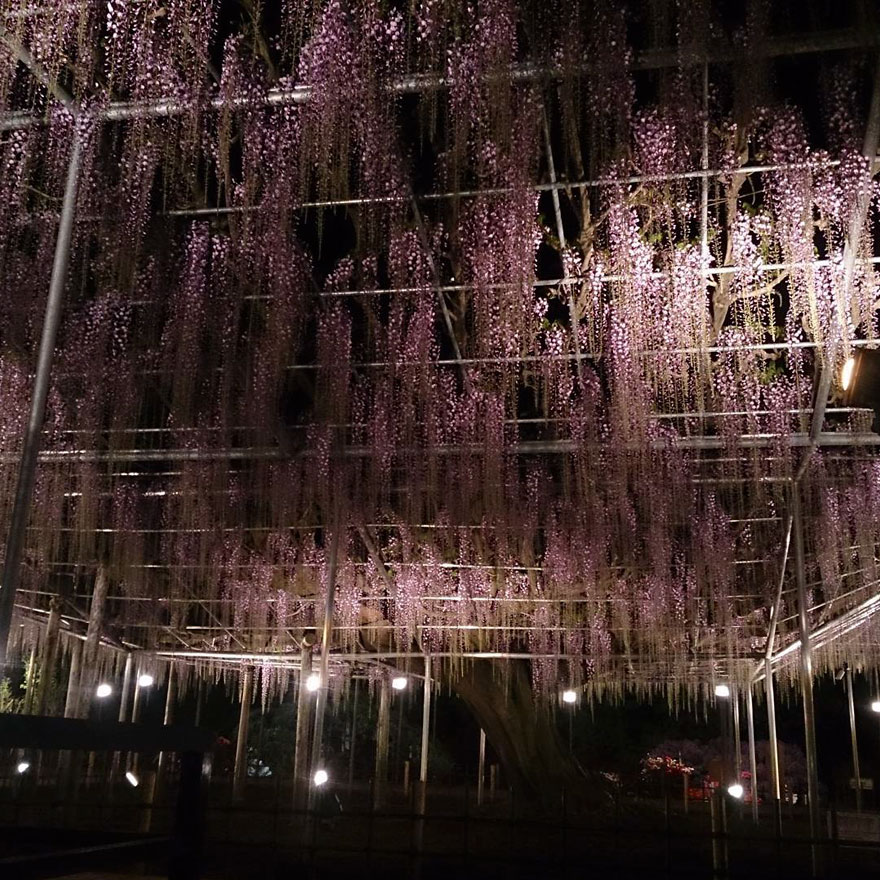 Tochigi-wisteria-festival-japan