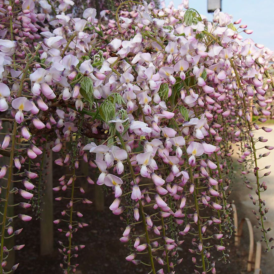 Tochigi-wisteria-festival-japan