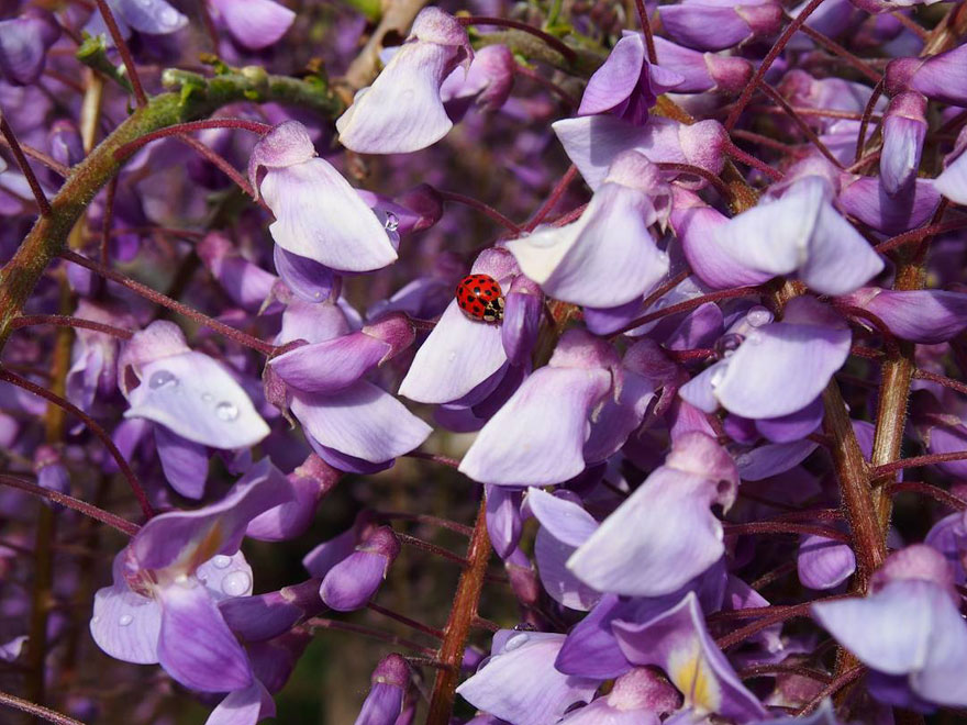 Tochigi-wisteria-festival-japan