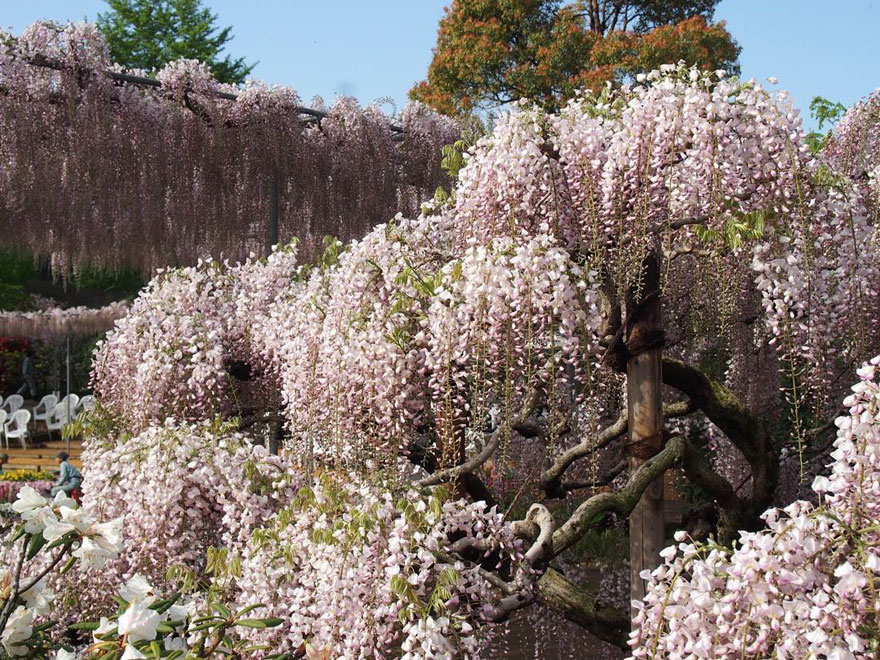 Tochigi-wisteria-festival-japan