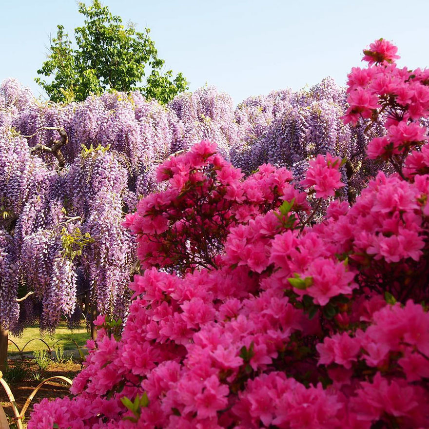 Tochigi-wisteria-festival-japan