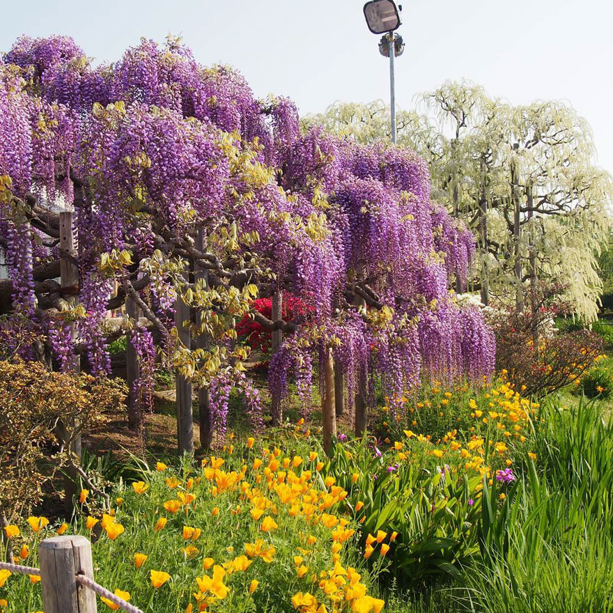 Tochigi-wisteria-festival-japan