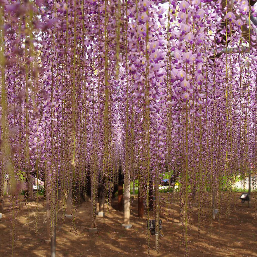 Tochigi-wisteria-festival-japan