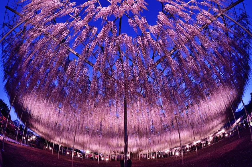 Tochigi-wisteria-festival-japan