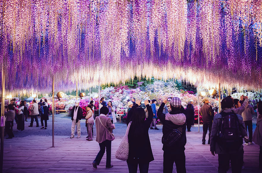 Tochigi-wisteria-festival-japan