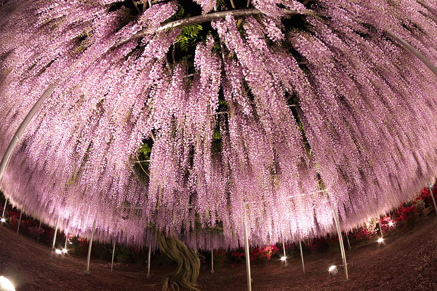 Tochigi-wisteria-festival-japan