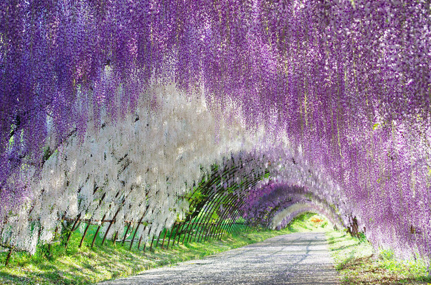 Tochigi-wisteria-festival-japan