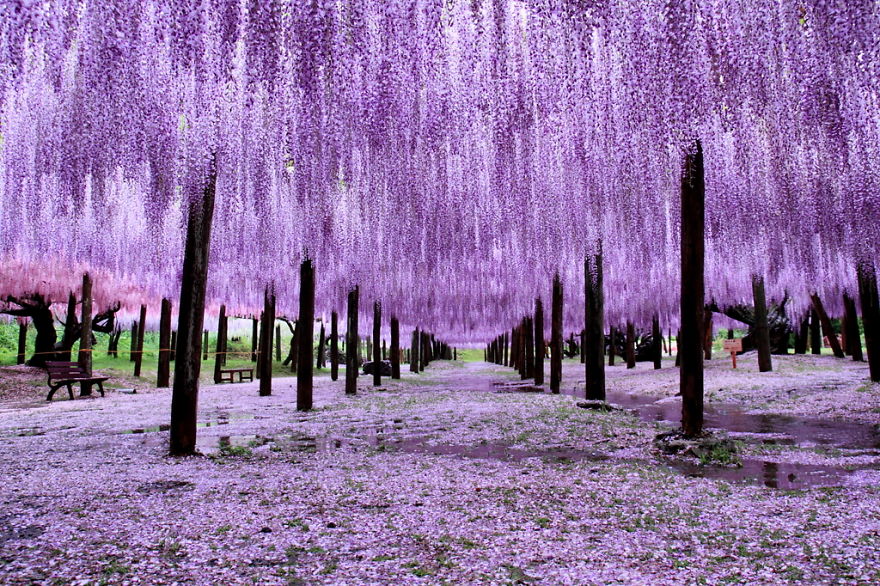 Tochigi-wisteria-festival-japan