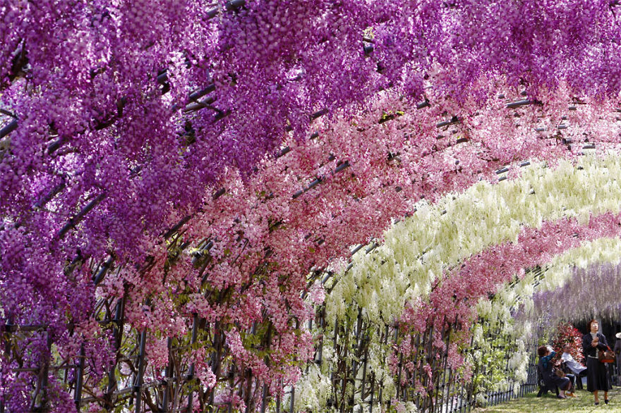 Tochigi-wisteria-festival-japan