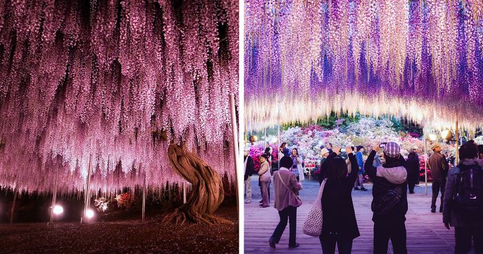 110 Reasons You Should Drop Everything And Go To Japan’s Wisteria Festival ASAP