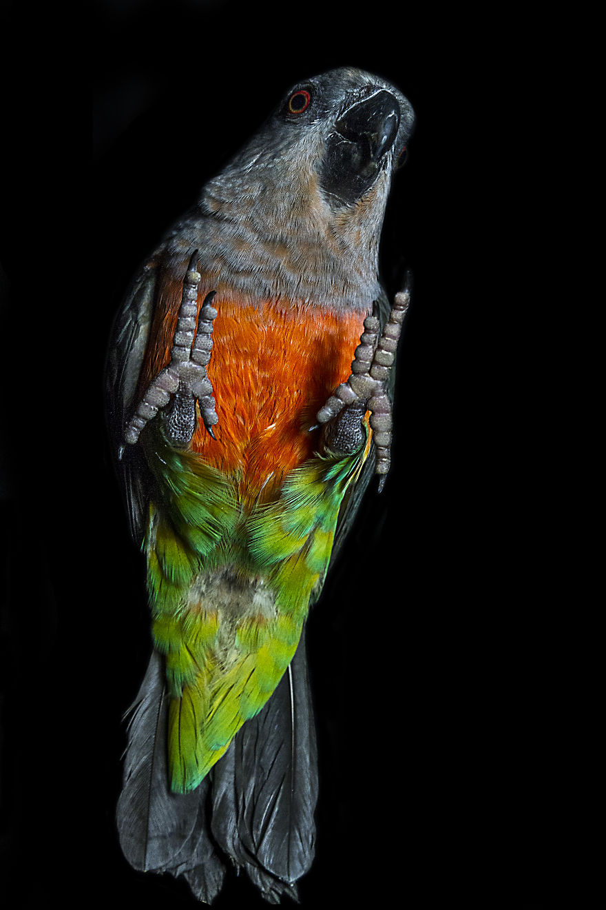 The Underdogs Project - Bird Is The Word!