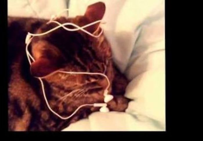 My Cat Loves Earphones