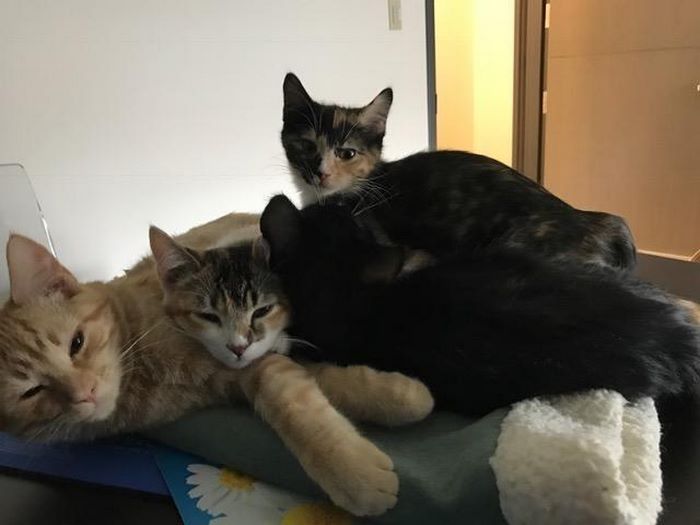 vet-office-cat-calms-patients-ron-1