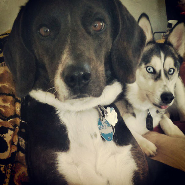 Funny Dog Photobombs