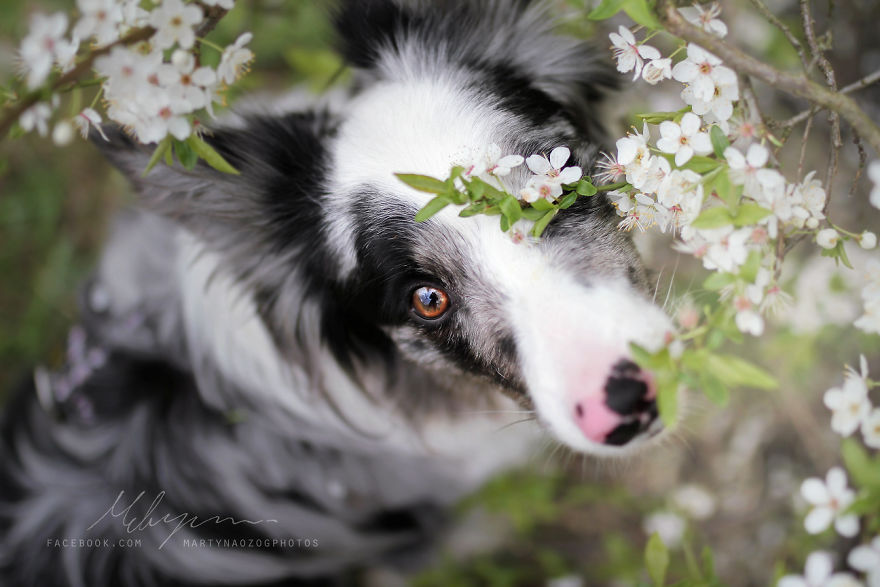 My Dog Has A Babyface, And That Is Too Cute! My Dog Has A Babyface, And That Is Too Cute!