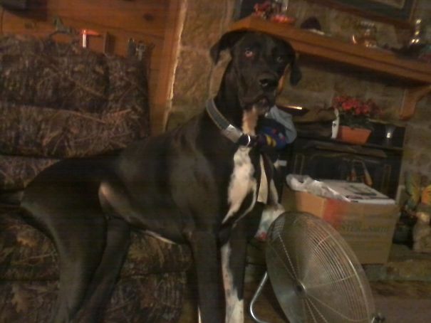 Checotay My Great Dane Sitting In "his" Chair.