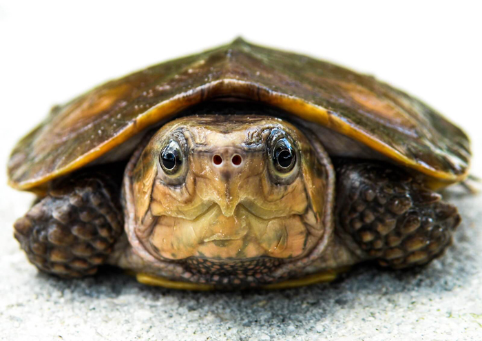 Big-headed Turtle