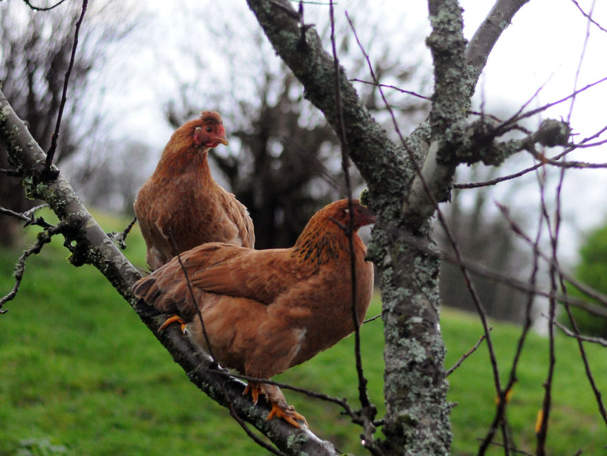 My Family Bought 72 Animals And Moved Up A Mountain