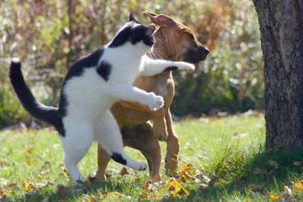 Bully Puppy Finally Demanded Lunch Money From The Wrong Kitteh