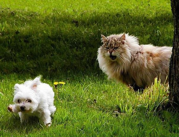 "screw Pride, That Guy Has Fangs!"