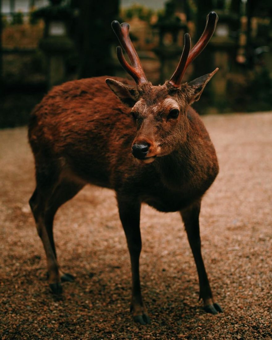 Beautiful Life In Nara, Japan