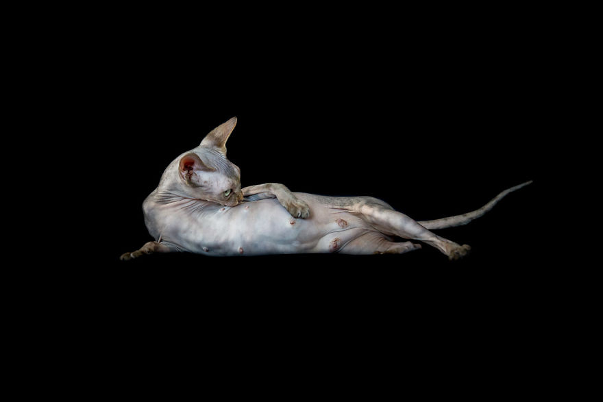 10+ Photos Of Hairless Cats That Will Remind You Of Aliens