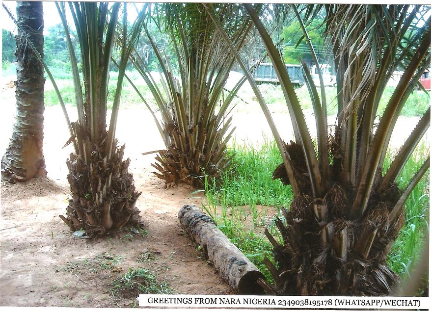 Nara:an African Town So Beautiful A Japanese Town Stole Its Name!