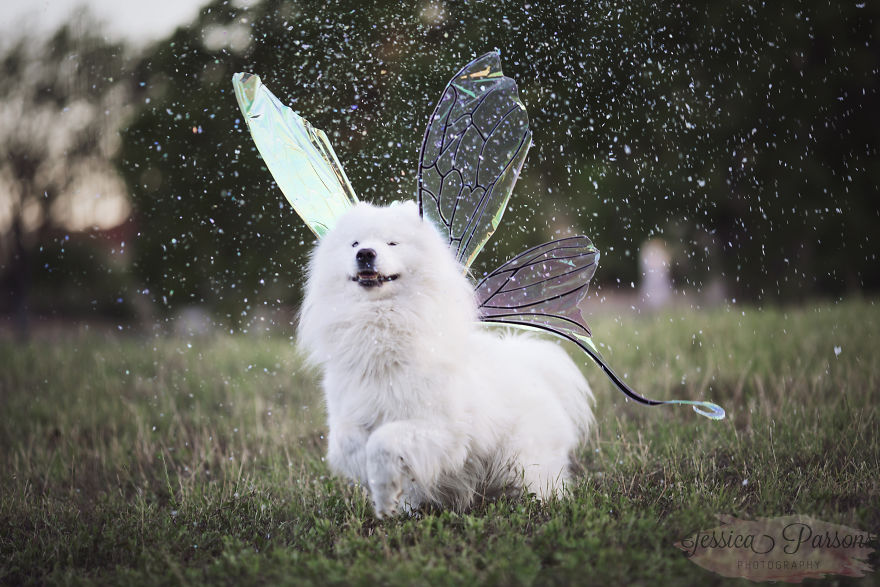 Return Of The Magical Floofer