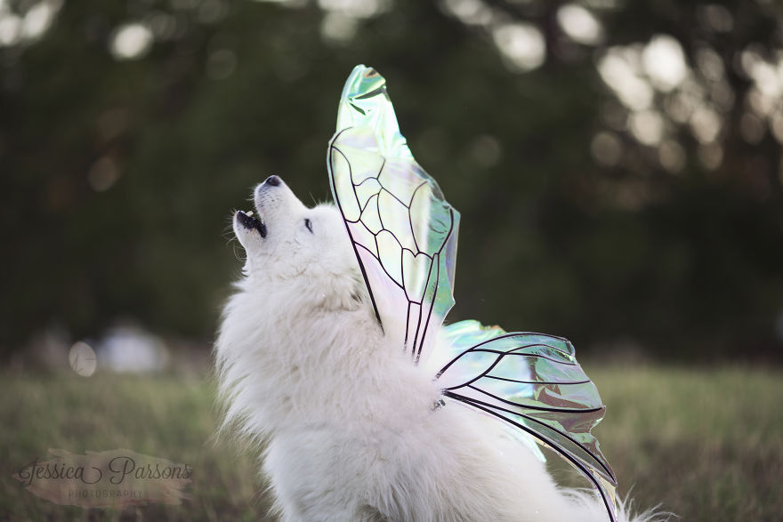 Return Of The Magical Floofer