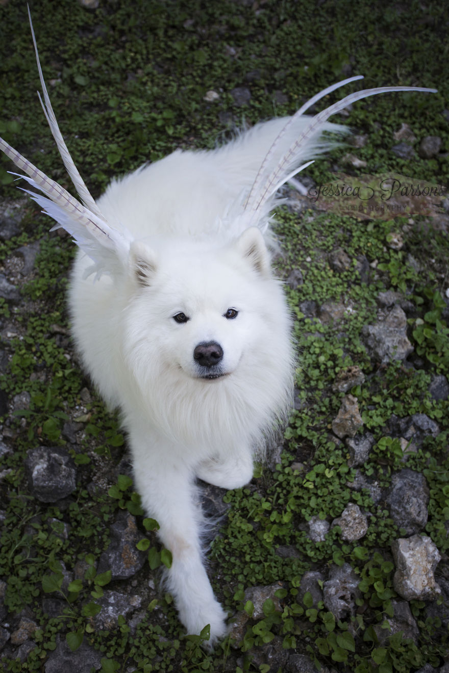 Return Of The Magical Floofer