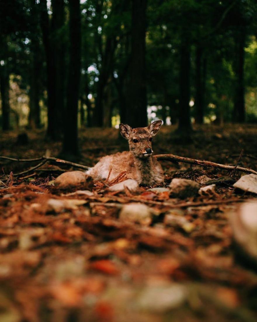 Beautiful Life In Nara, Japan