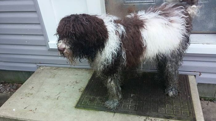 45% Poodle, 45% Labrador, 10% Pig