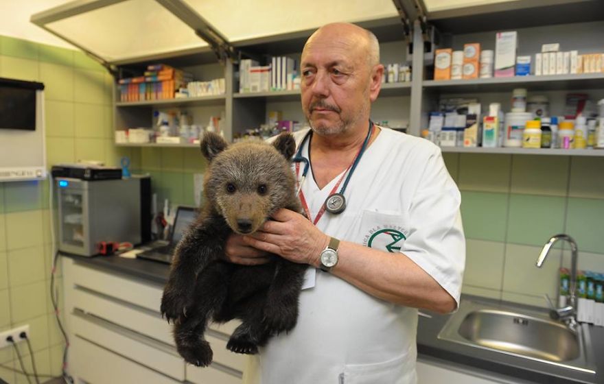 Story About Little Bear And People With Big Hearts Story About Little Bear And People With Big Hearts