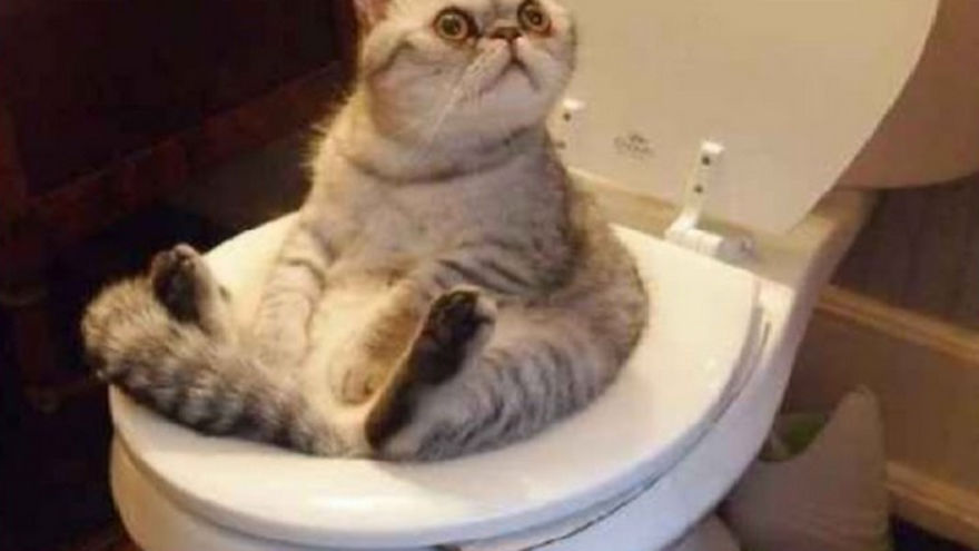 Reasons Why You Dont Have Cats