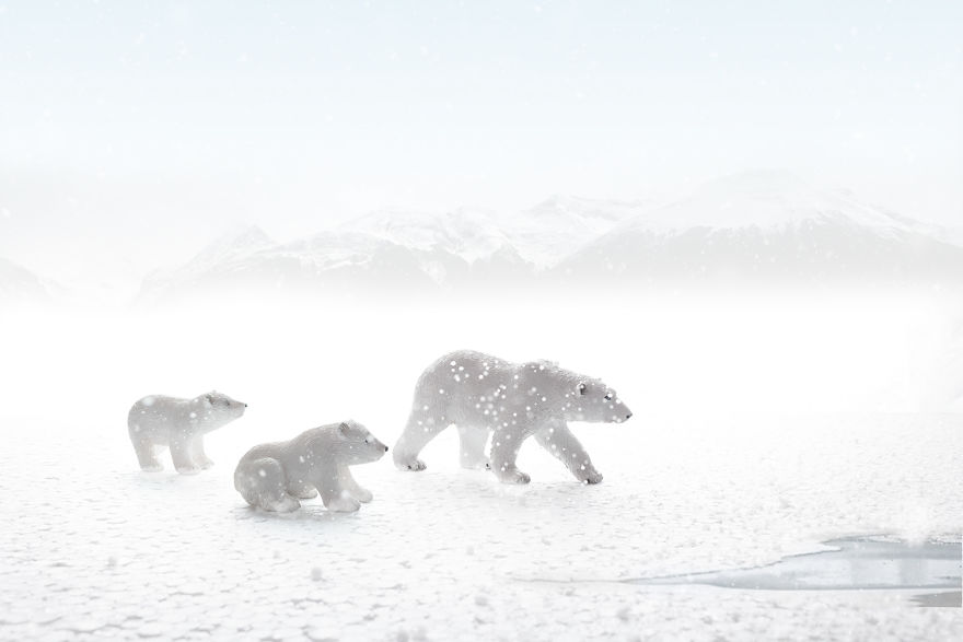 I Created Wildlife Photography In My Room! I Created Wildlife Photography In My Room!