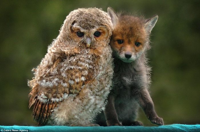 These Photographs Of Animal Friendships Are Truly Heart-Warming