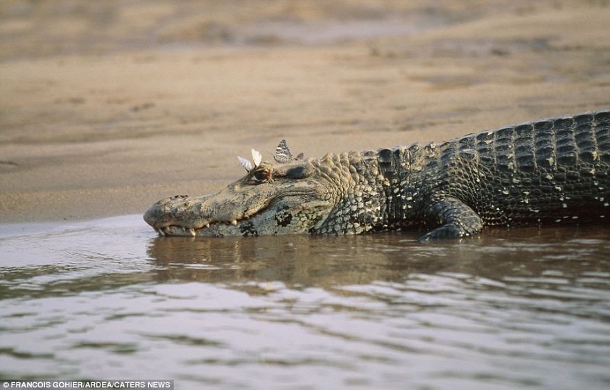 These Photographs Of Animal Friendships Are Truly Heart-Warming These Photographs Of Animal Friendships Are Truly Heart-Warming