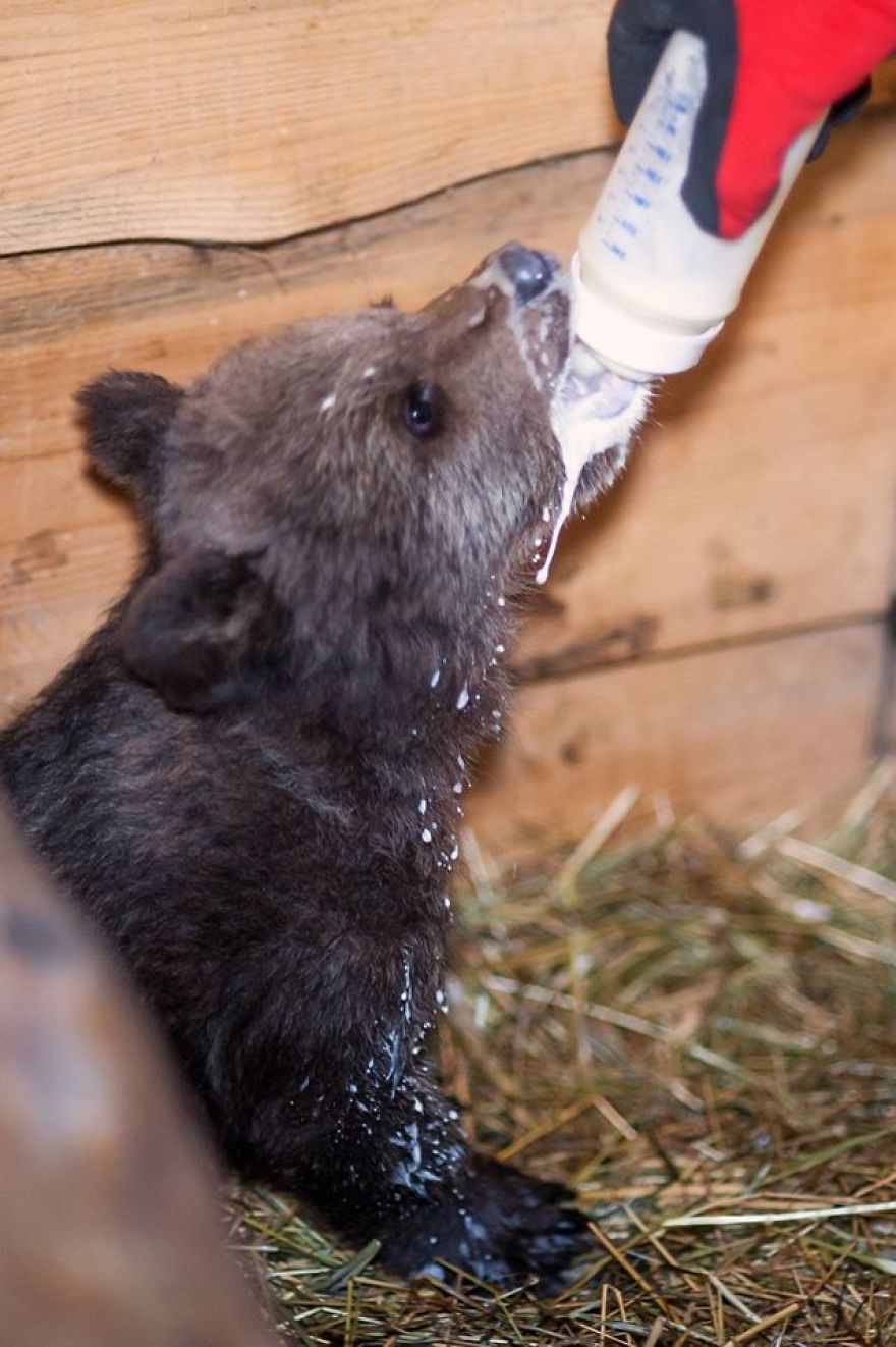 Story About Little Bear And People With Big Hearts