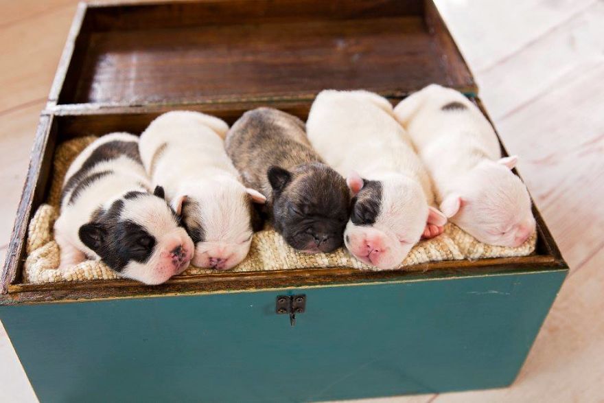 We Created Adorable Maternity And Newborn Photoshoot With Holly The French Bulldog We Created Adorable Maternity And Newborn Photoshoot With Holly The French Bulldog