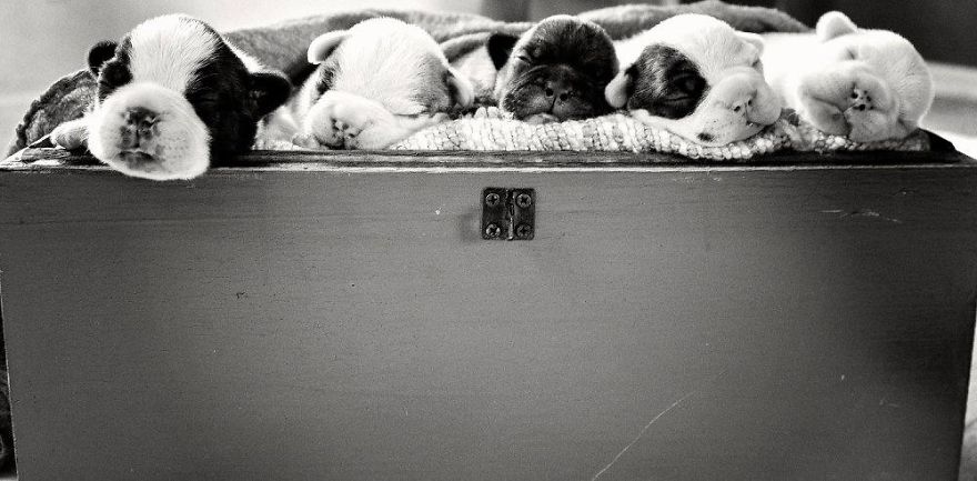 We Created Adorable Maternity And Newborn Photoshoot With Holly The French Bulldog We Created Adorable Maternity And Newborn Photoshoot With Holly The French Bulldog