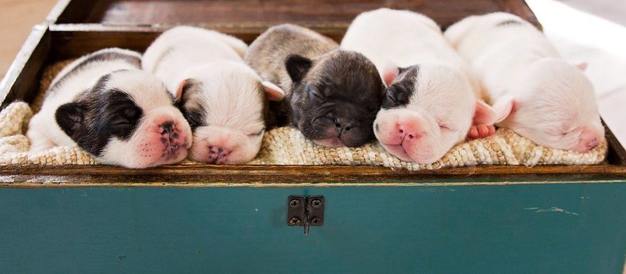 We Created Adorable Maternity And Newborn Photoshoot With Holly The French Bulldog We Created Adorable Maternity And Newborn Photoshoot With Holly The French Bulldog